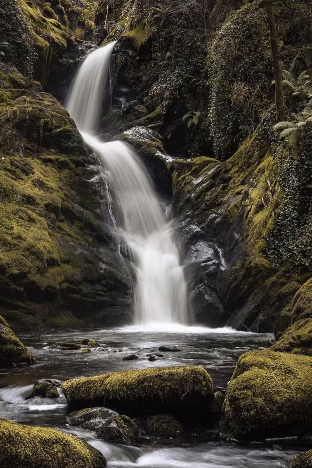 Dolgoch Falls waterfall cascading through mossy wooded gorge, Gwynedd, Wales